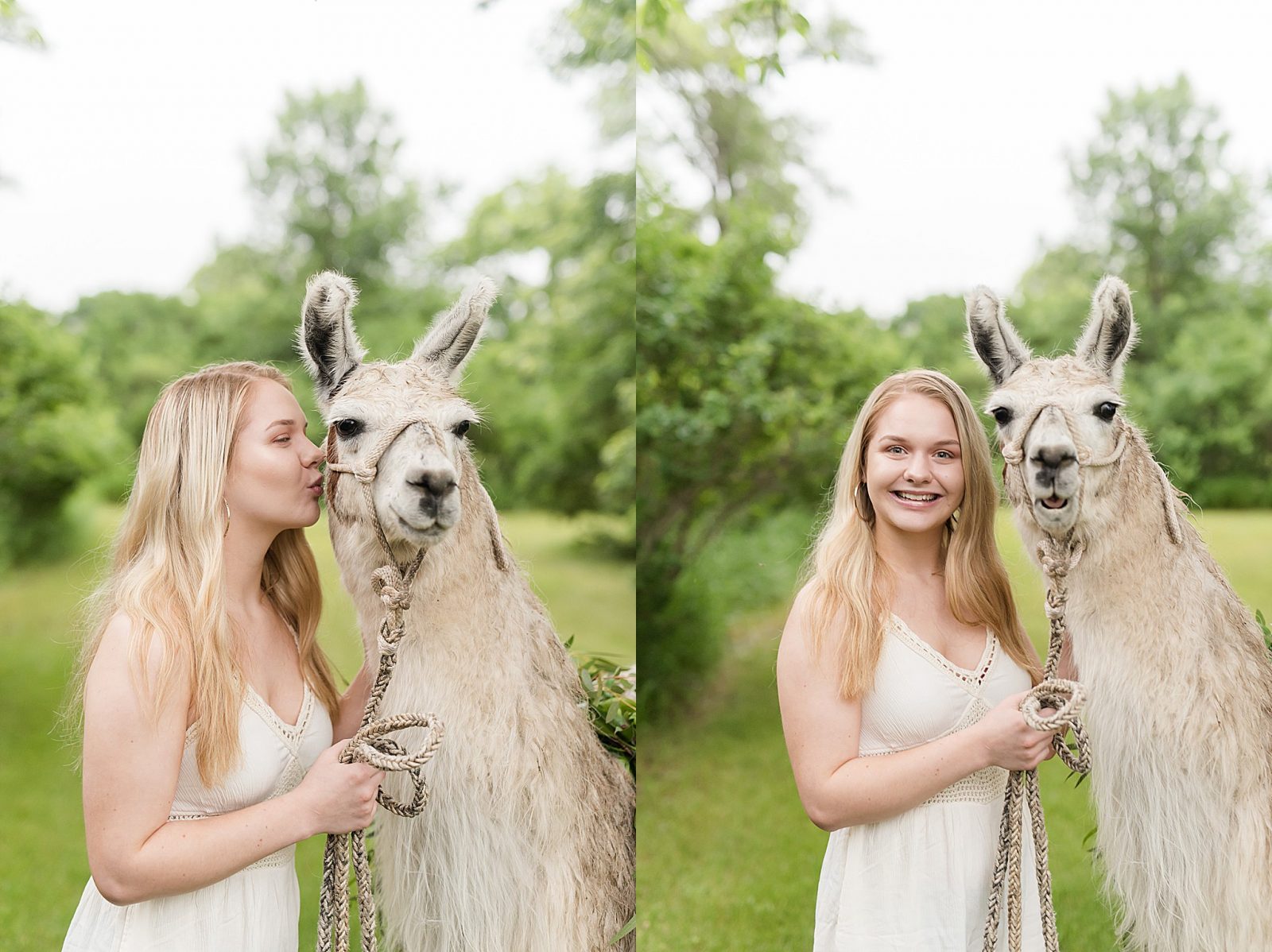 Llama Senior Session